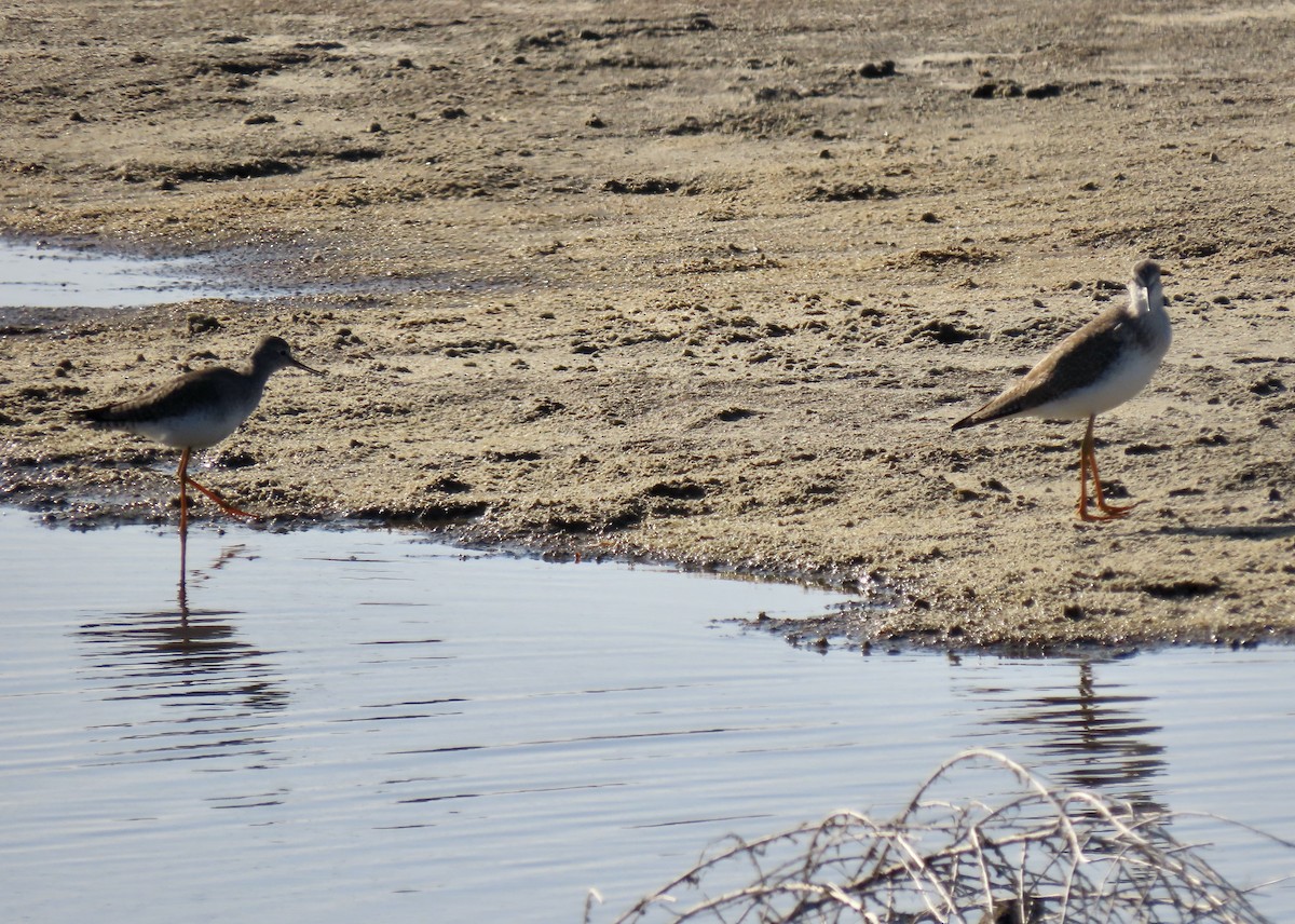 小黃腳鷸 - ML646433186