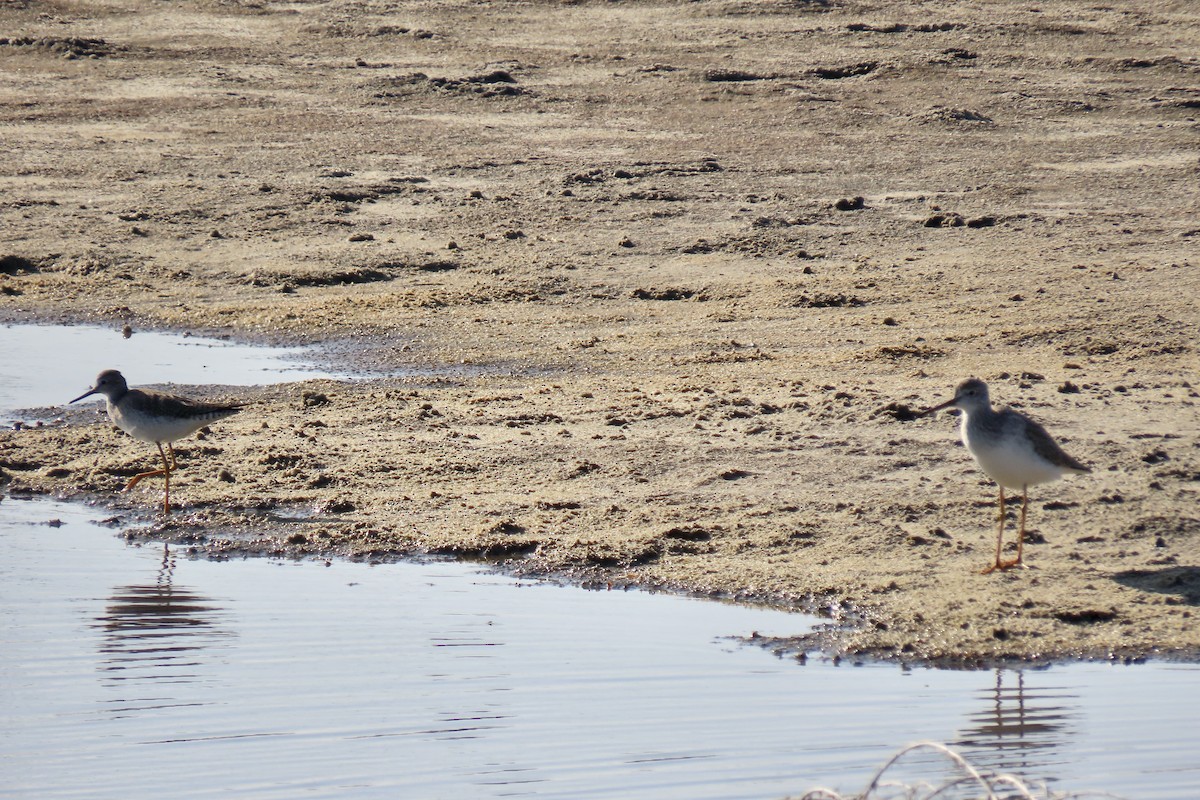 小黃腳鷸 - ML646433187