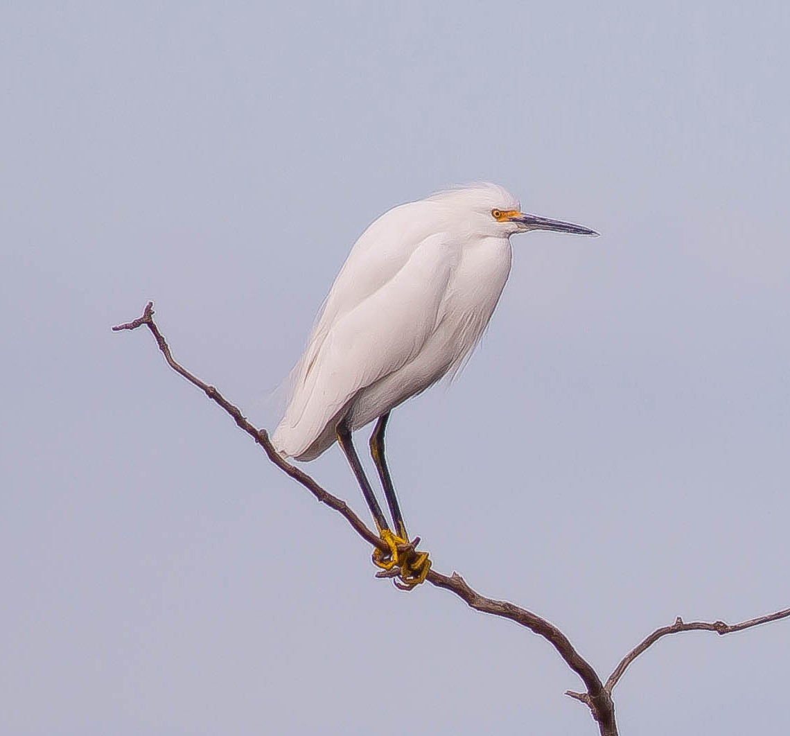 Snowy Egret - ML646433188