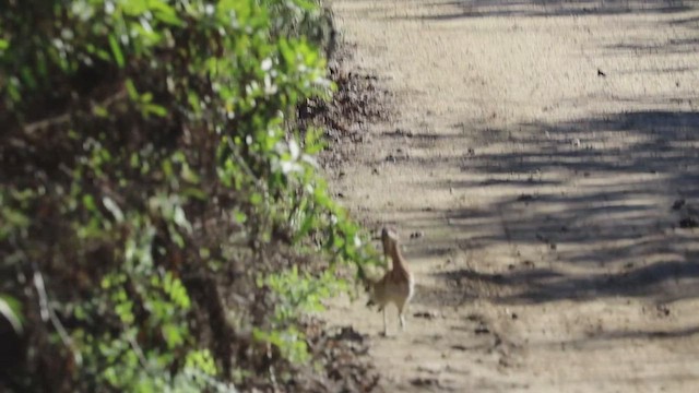 Greater Roadrunner - ML646433189