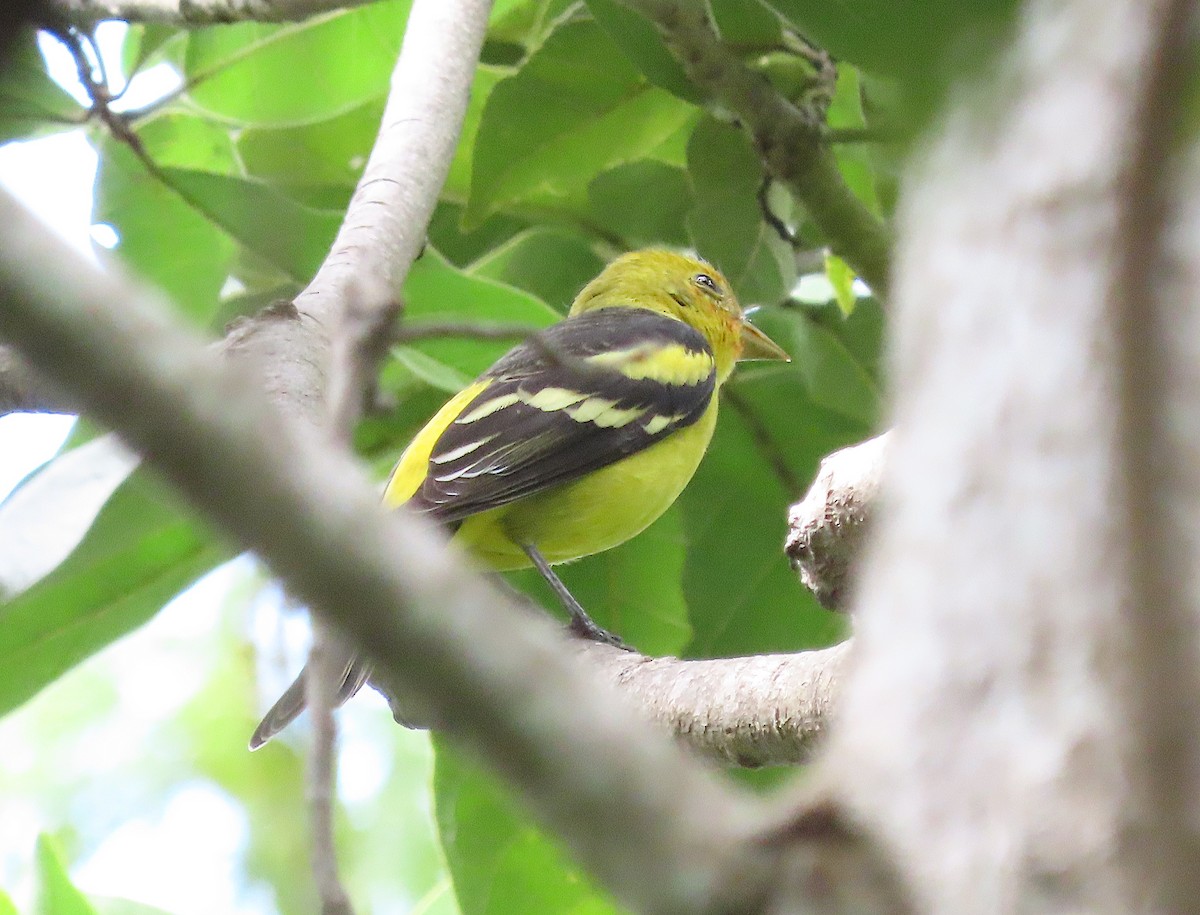 Western Tanager - ML646433190