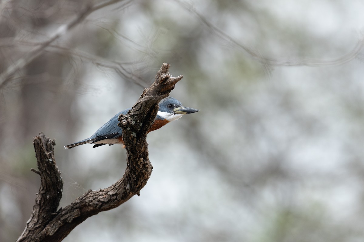 Ringed Kingfisher - ML646433191