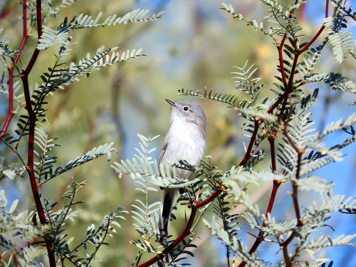 Black-tailed Gnatcatcher - ML646433192