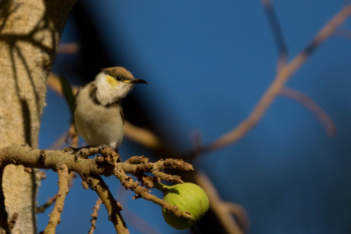 Banded Honeyeater - ML646433193