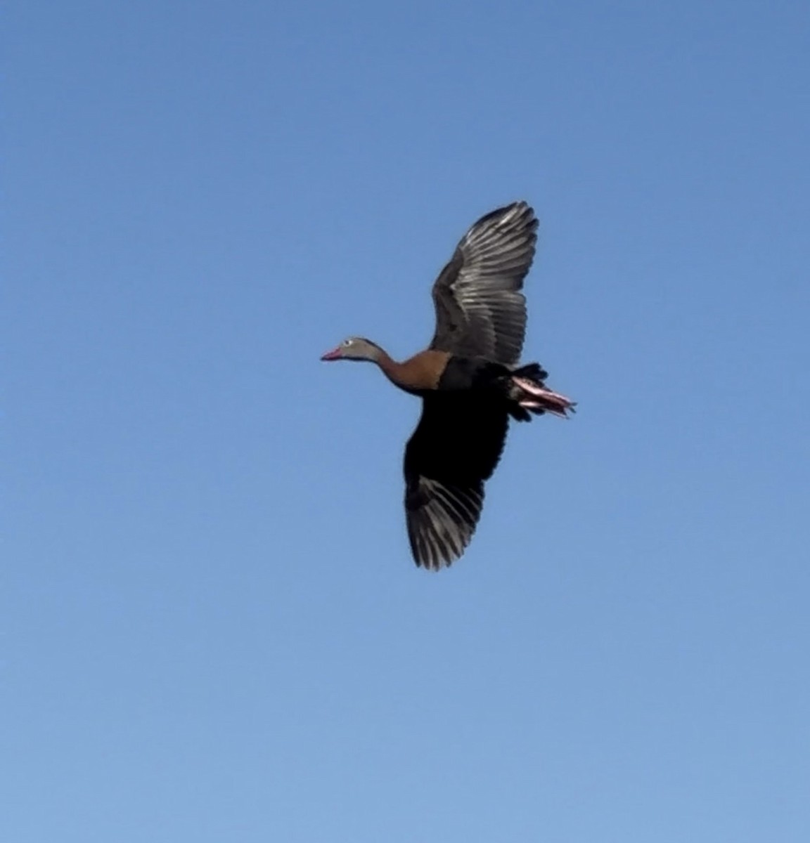 Black-bellied Whistling-Duck - ML646433194