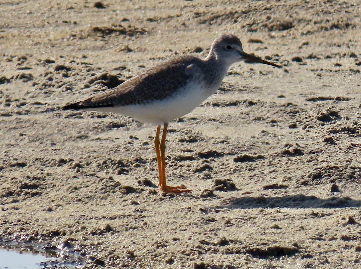 Greater Yellowlegs - ML646433195