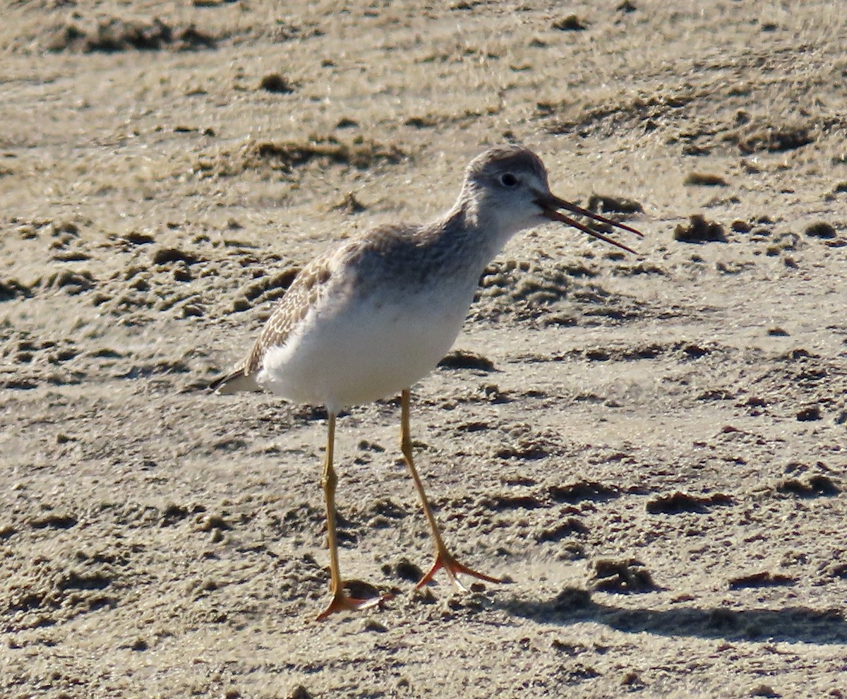Greater Yellowlegs - ML646433196