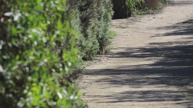 Greater Roadrunner - ML646433197