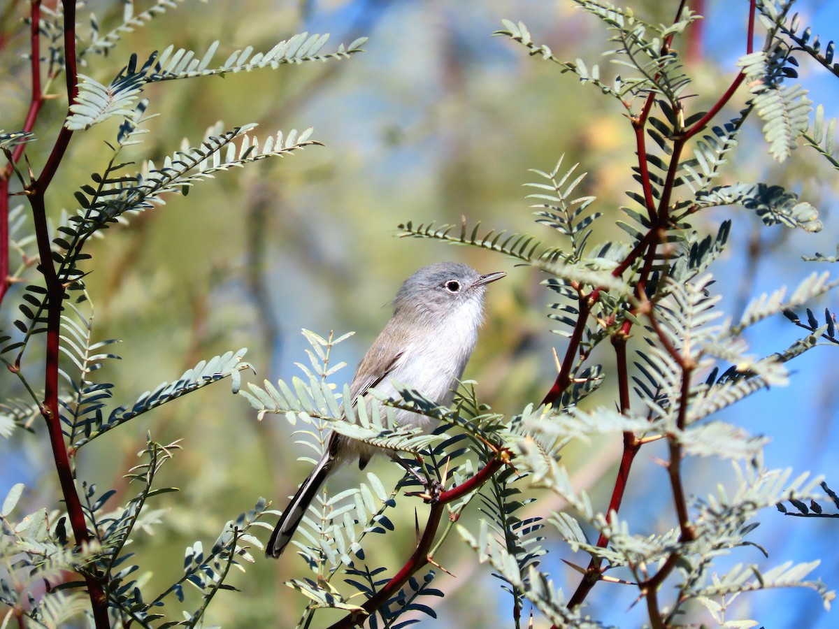 Black-tailed Gnatcatcher - ML646433198