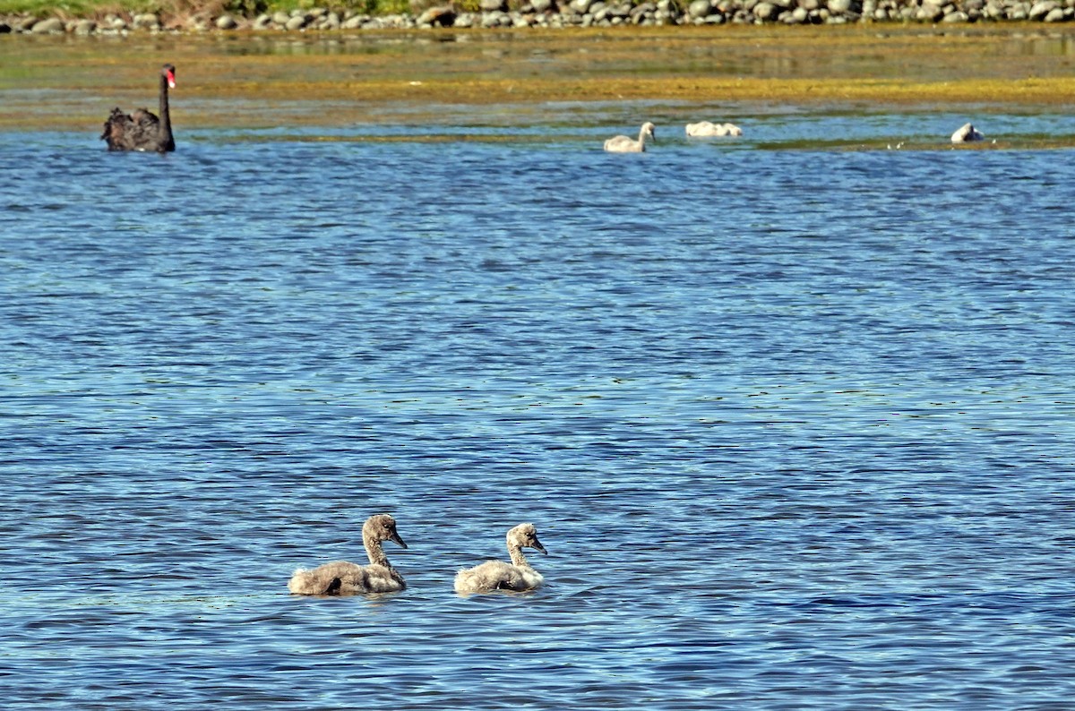 黑天鵝 - ML646433199