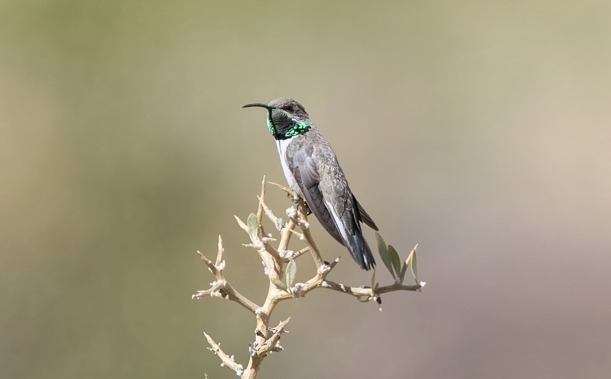 Andean Hillstar - ML646433201