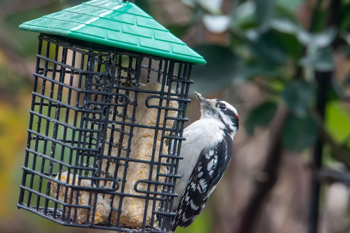 Downy Woodpecker - ML646433202
