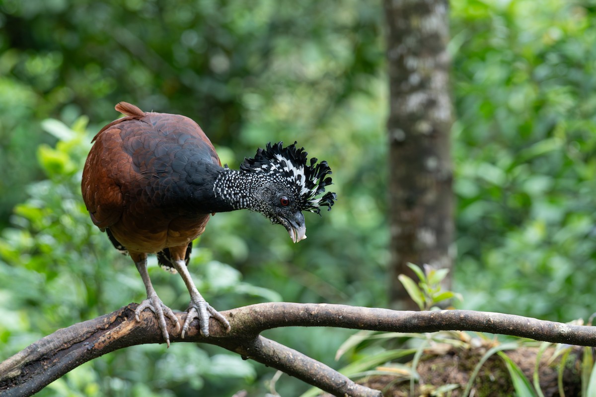 Great Curassow - ML646433203