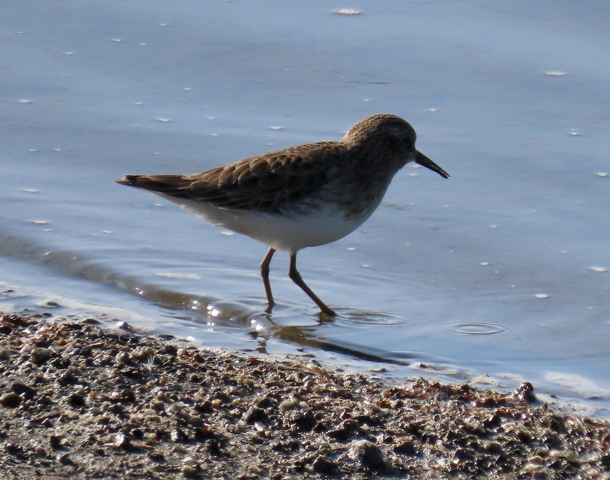 Least Sandpiper - ML646433204