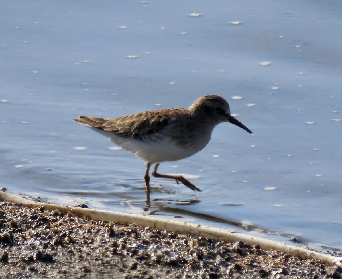 Least Sandpiper - ML646433205