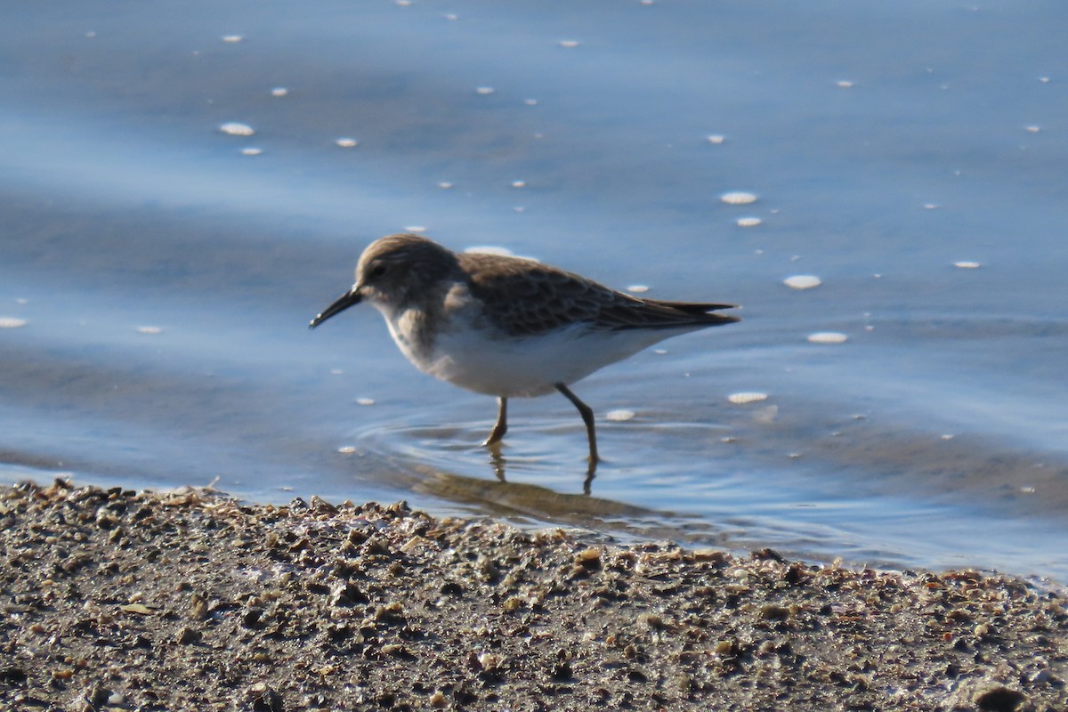 Least Sandpiper - ML646433206