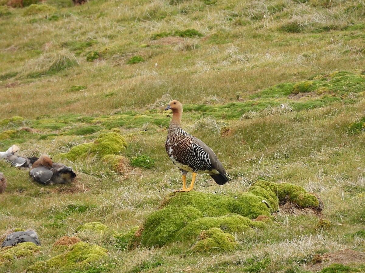 Upland Goose - ML646433208