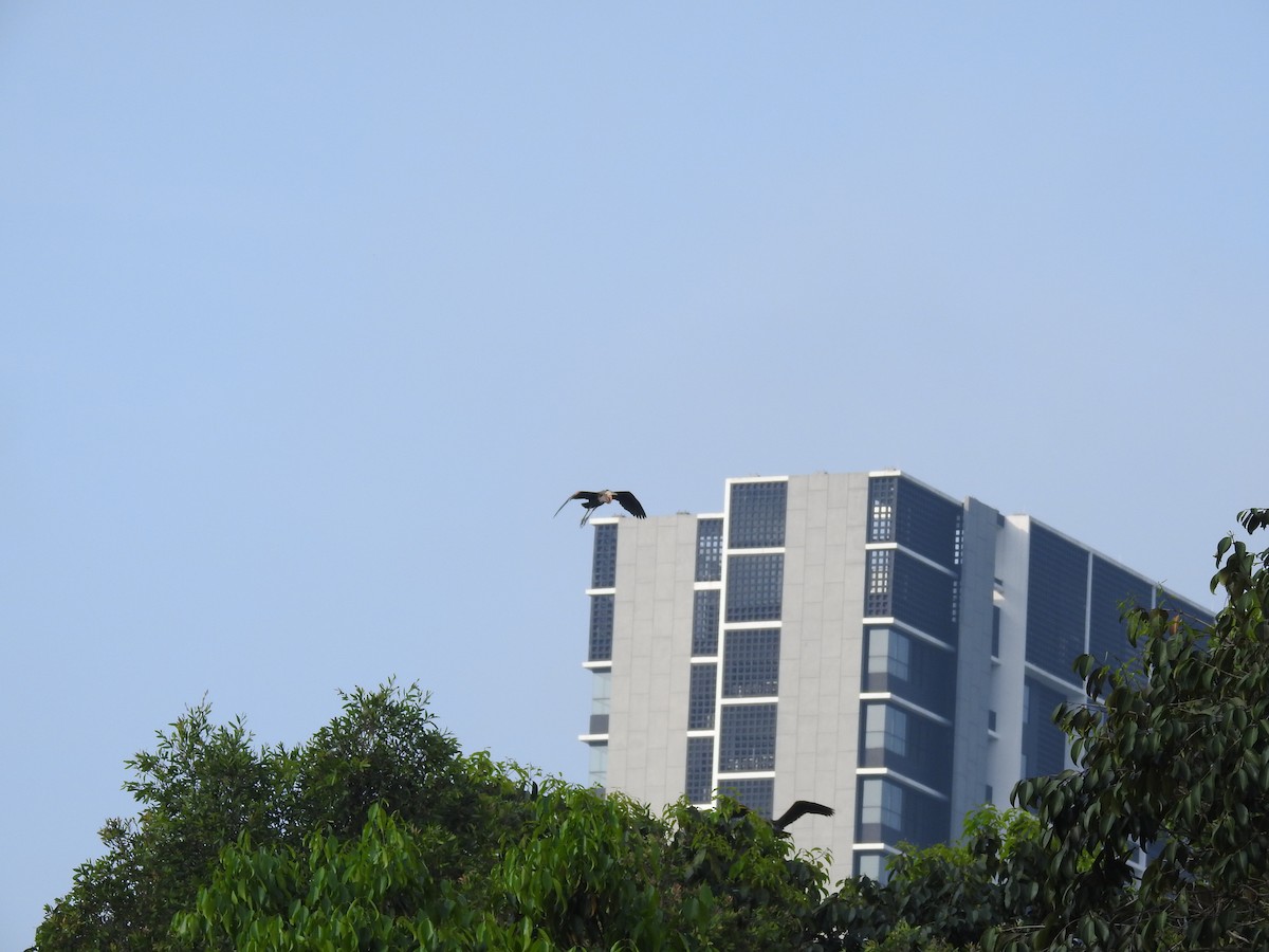 紫鷺 - ML646433209