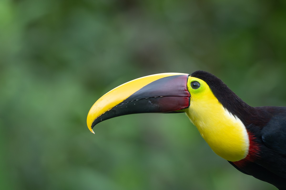 tukan žlutohrdlý - ML646433211