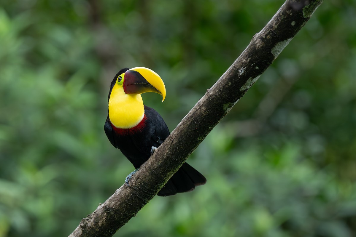 tukan žlutohrdlý - ML646433212