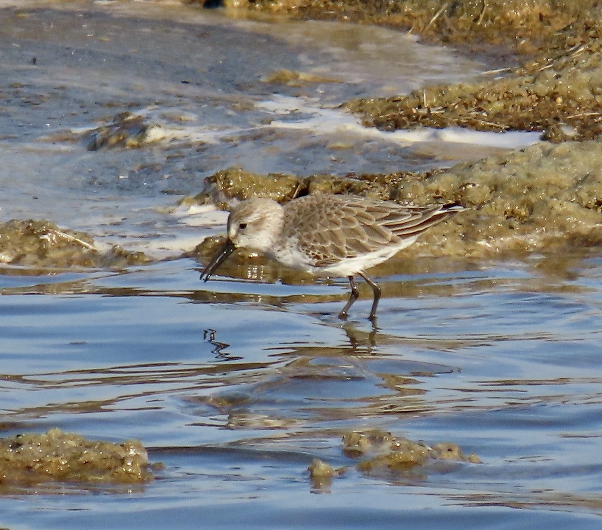 jespák aljašský - ML646433214