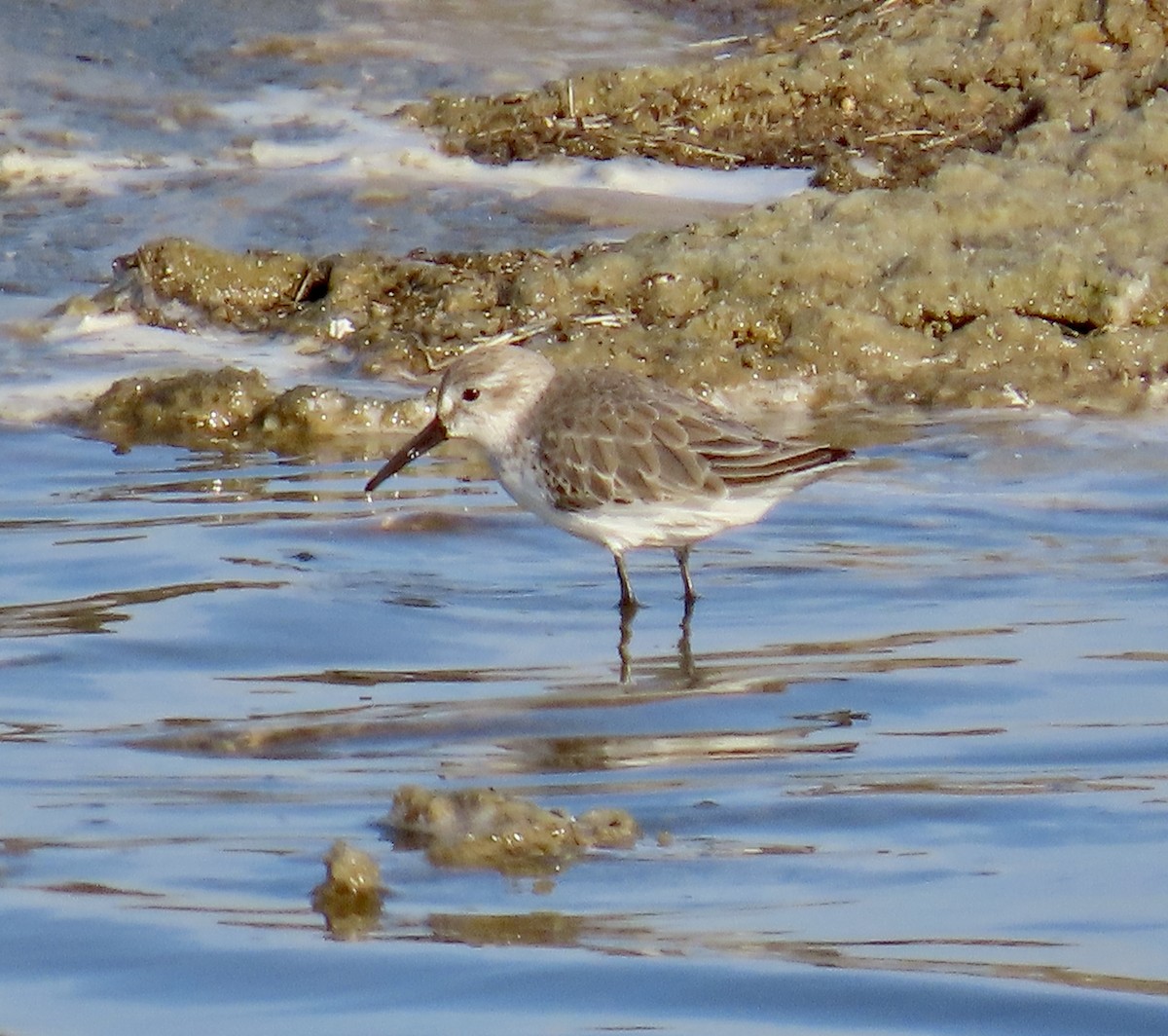 jespák aljašský - ML646433215