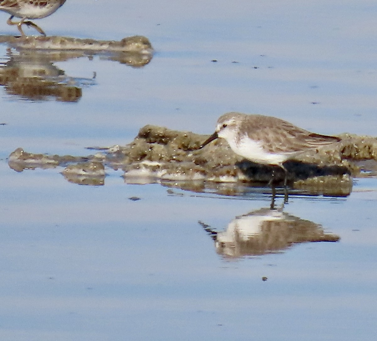 jespák aljašský - ML646433216