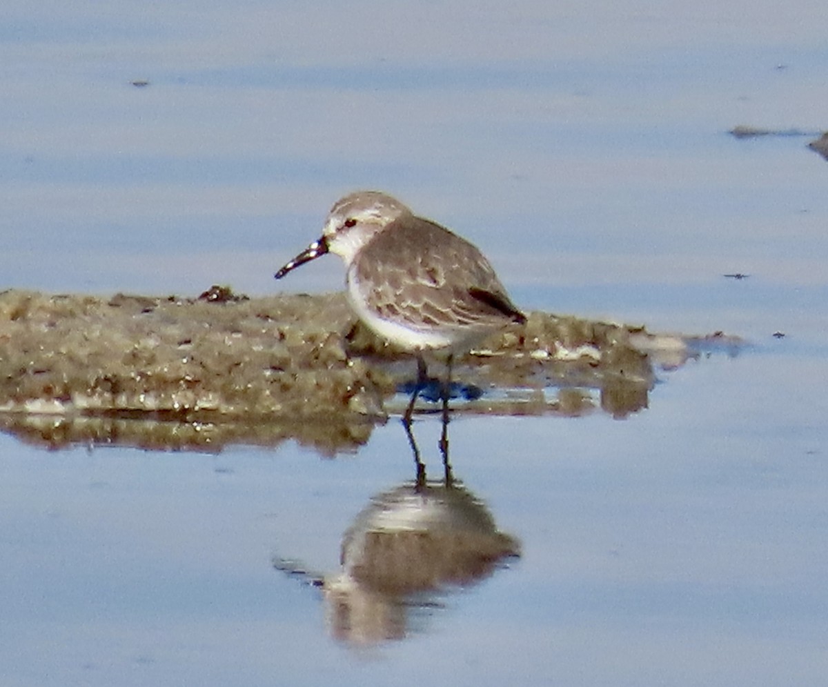 jespák aljašský - ML646433217