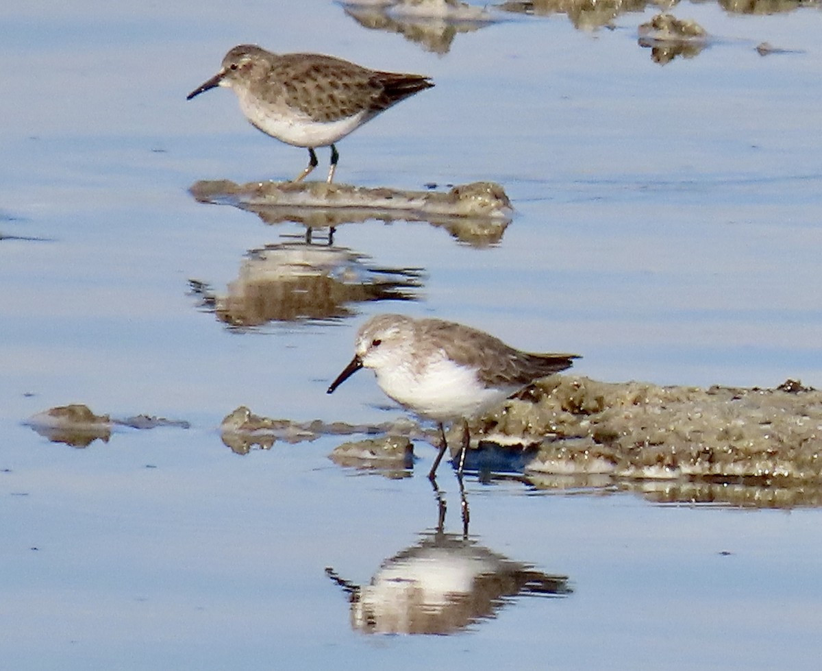 jespák aljašský - ML646433218