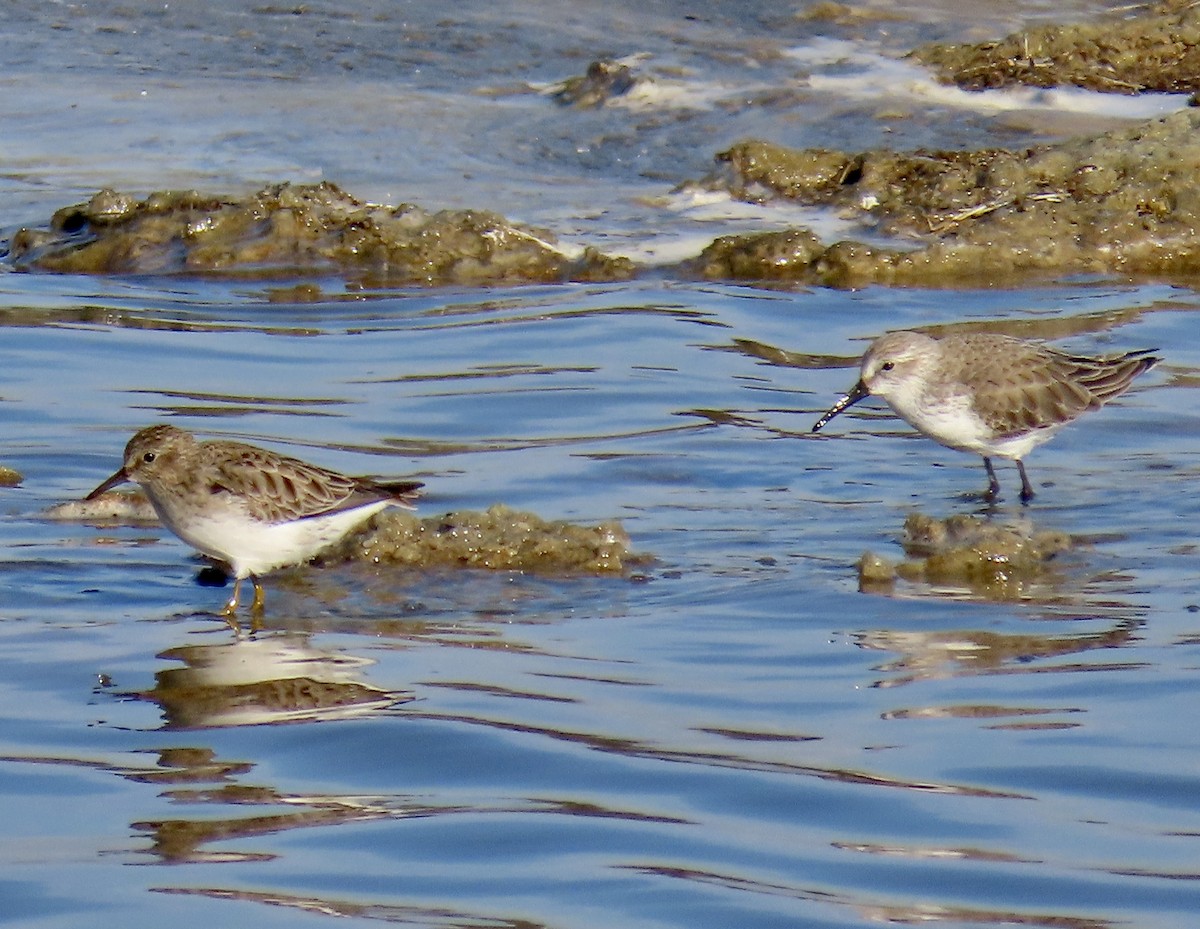 jespák aljašský - ML646433219