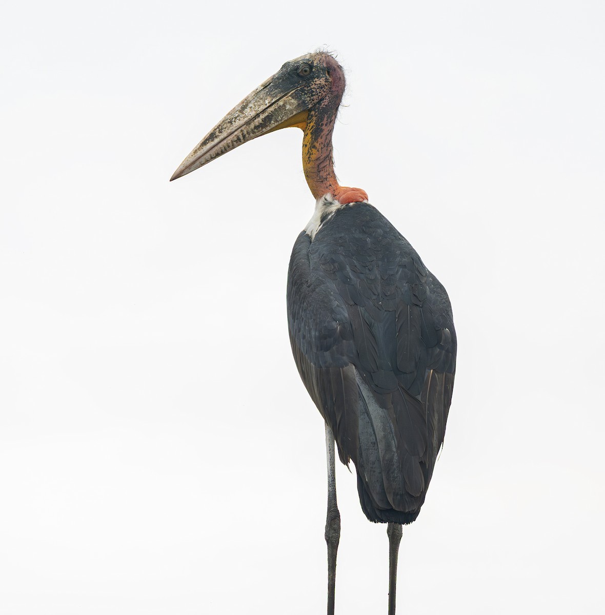 Greater Adjutant - ML646433221