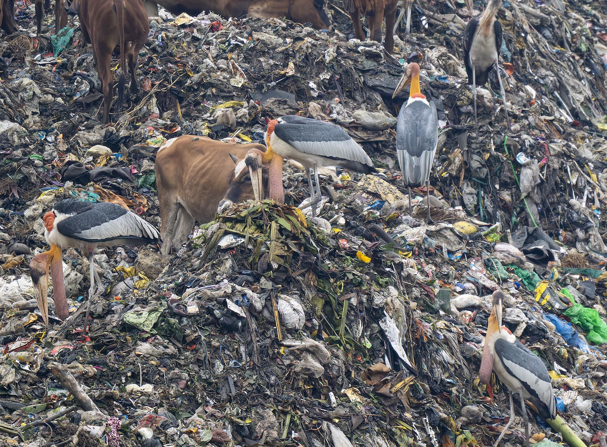 Greater Adjutant - ML646433222