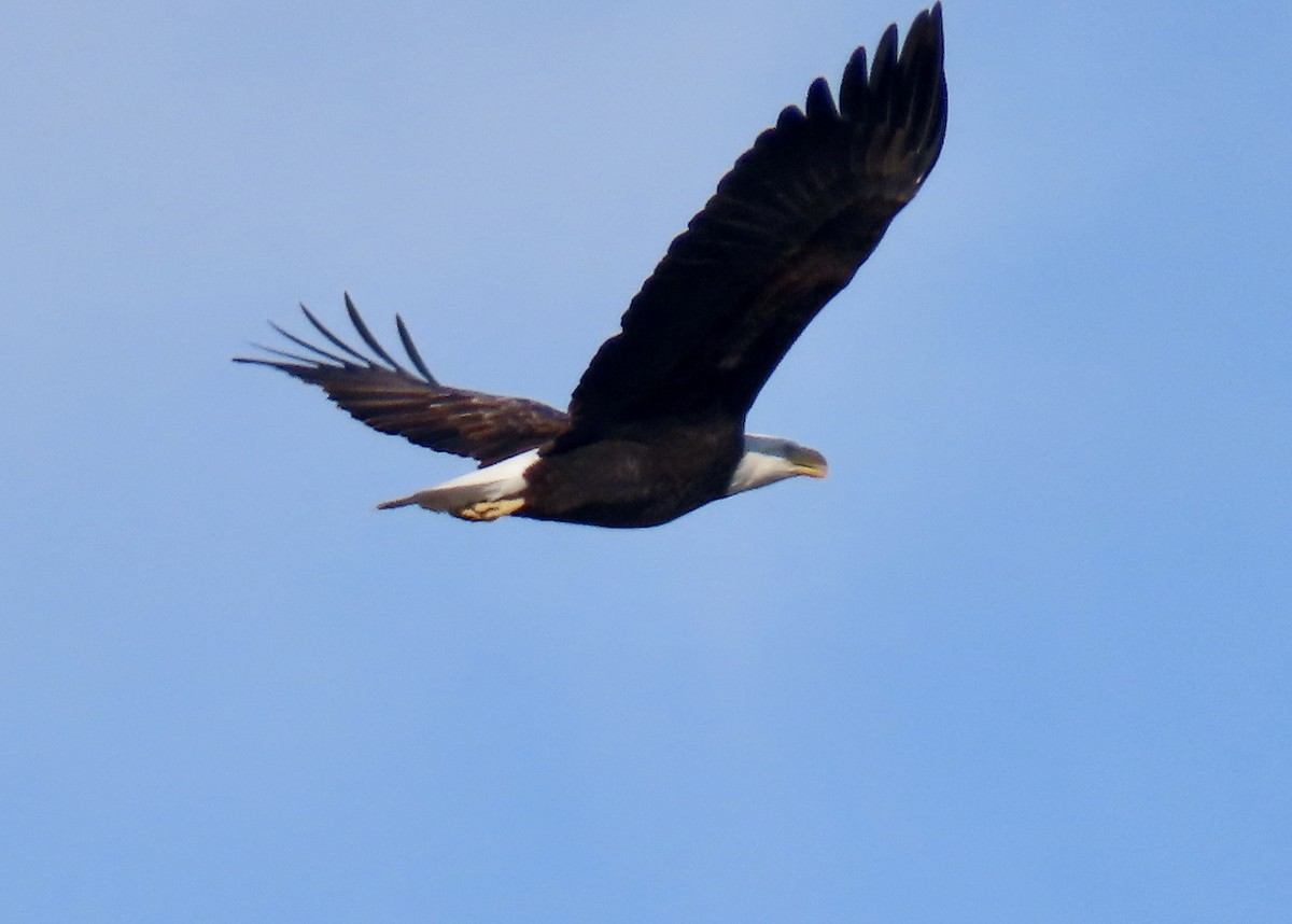 orel bělohlavý - ML646433223