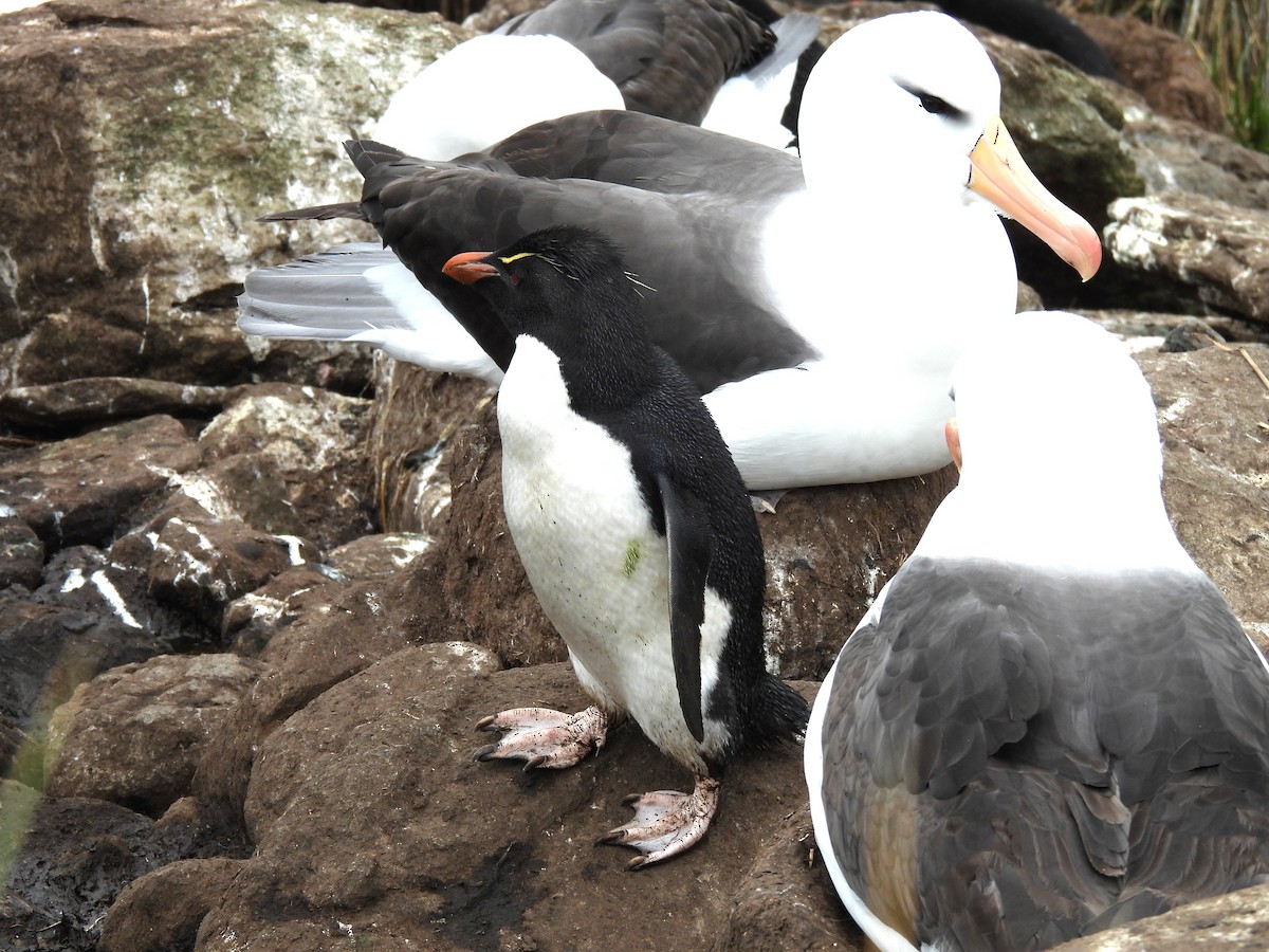 albatros černobrvý - ML646433227