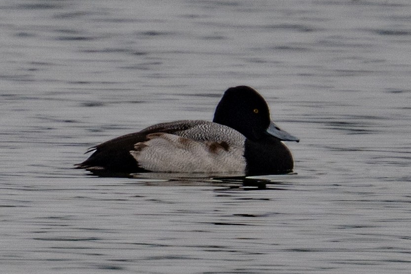 Lesser Scaup - ML646433229