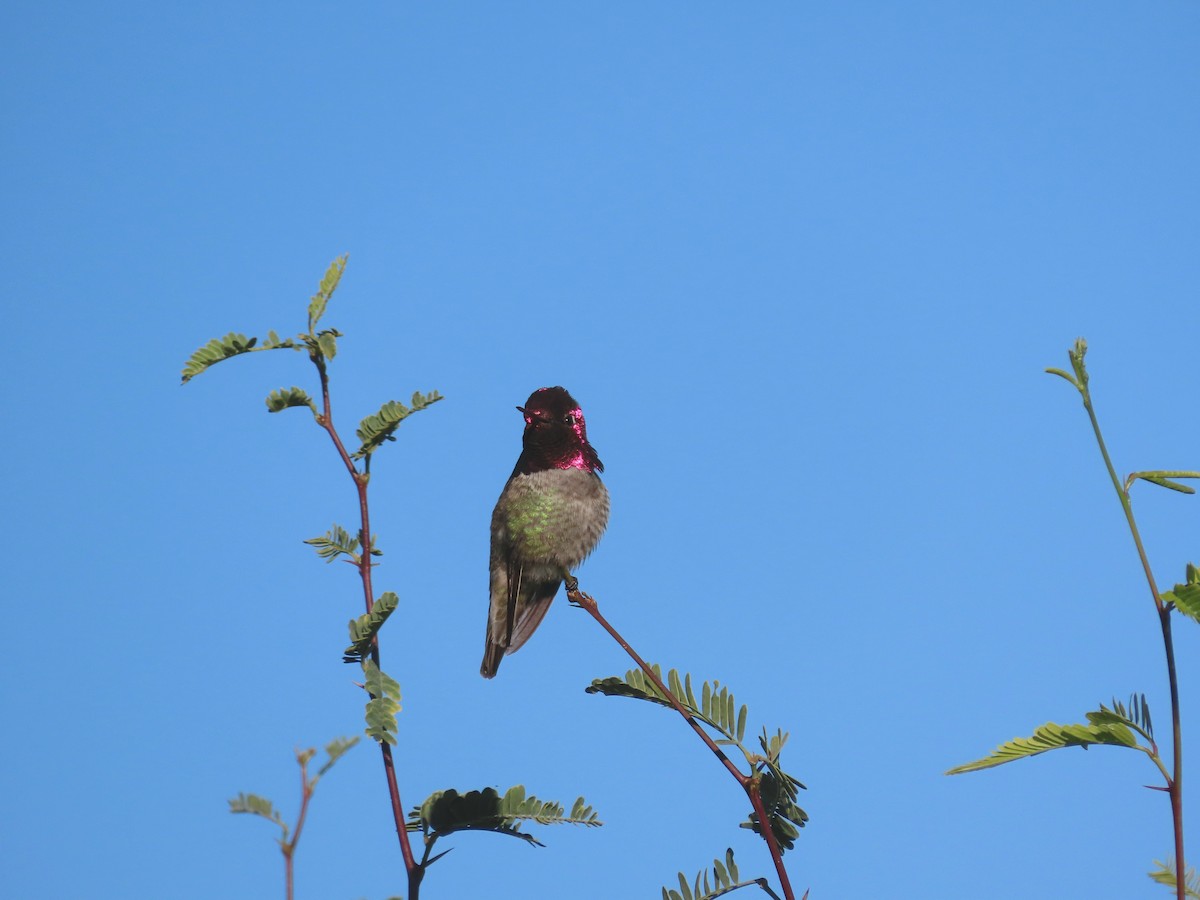 Anna's Hummingbird - ML646433230