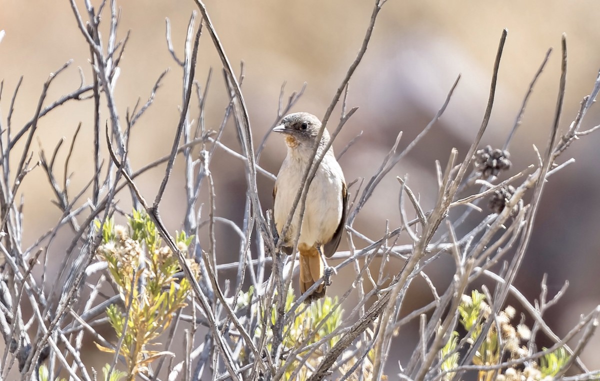 Dark-winged Canastero - ML646433231