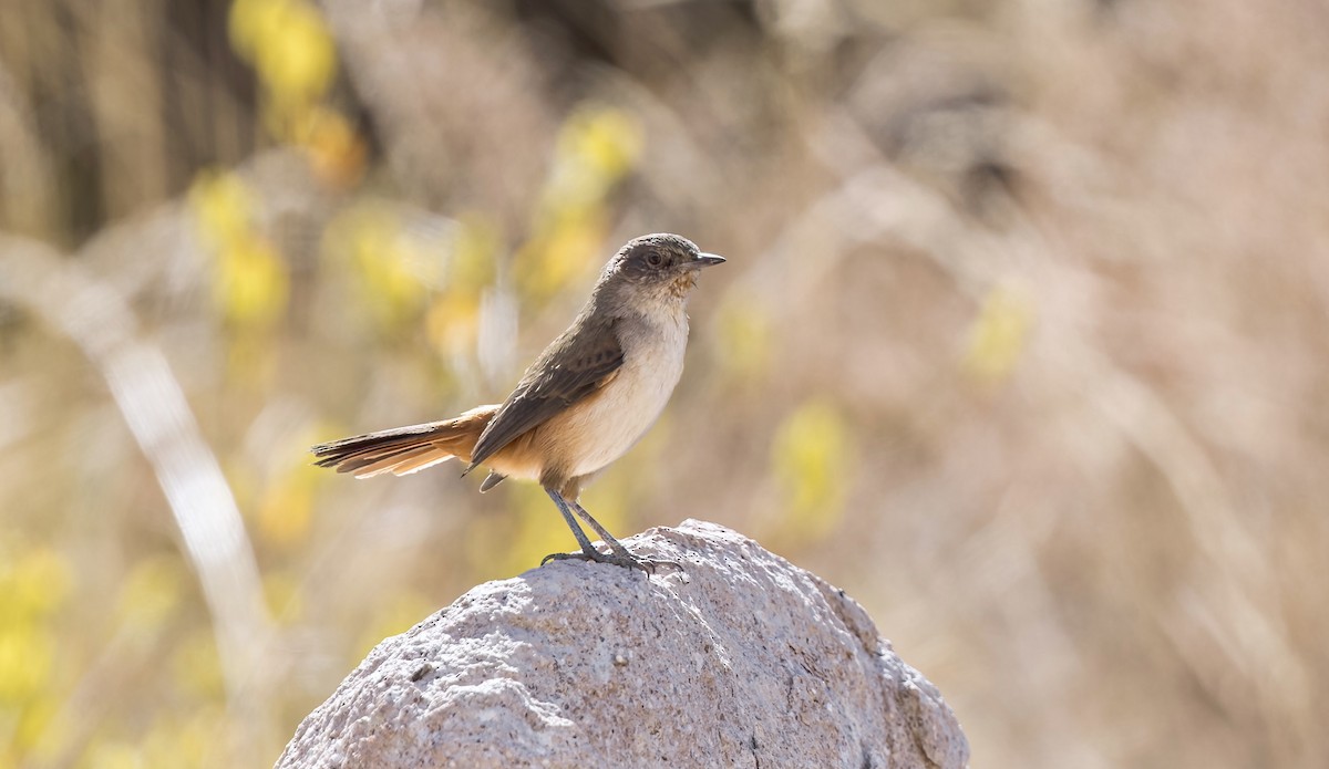 Dark-winged Canastero - ML646433232