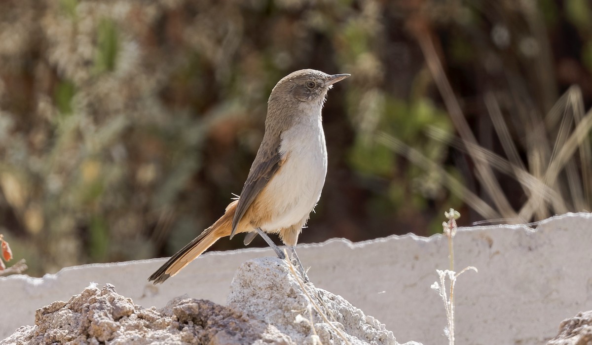 Dark-winged Canastero - ML646433233