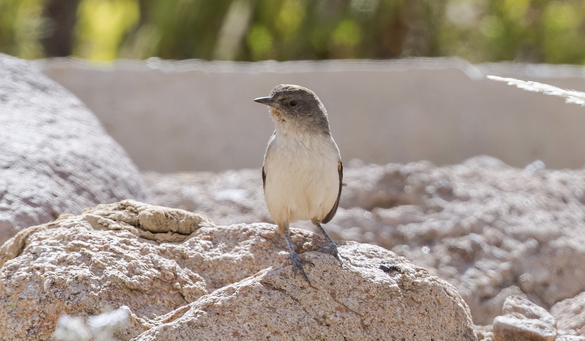 Dark-winged Canastero - ML646433234