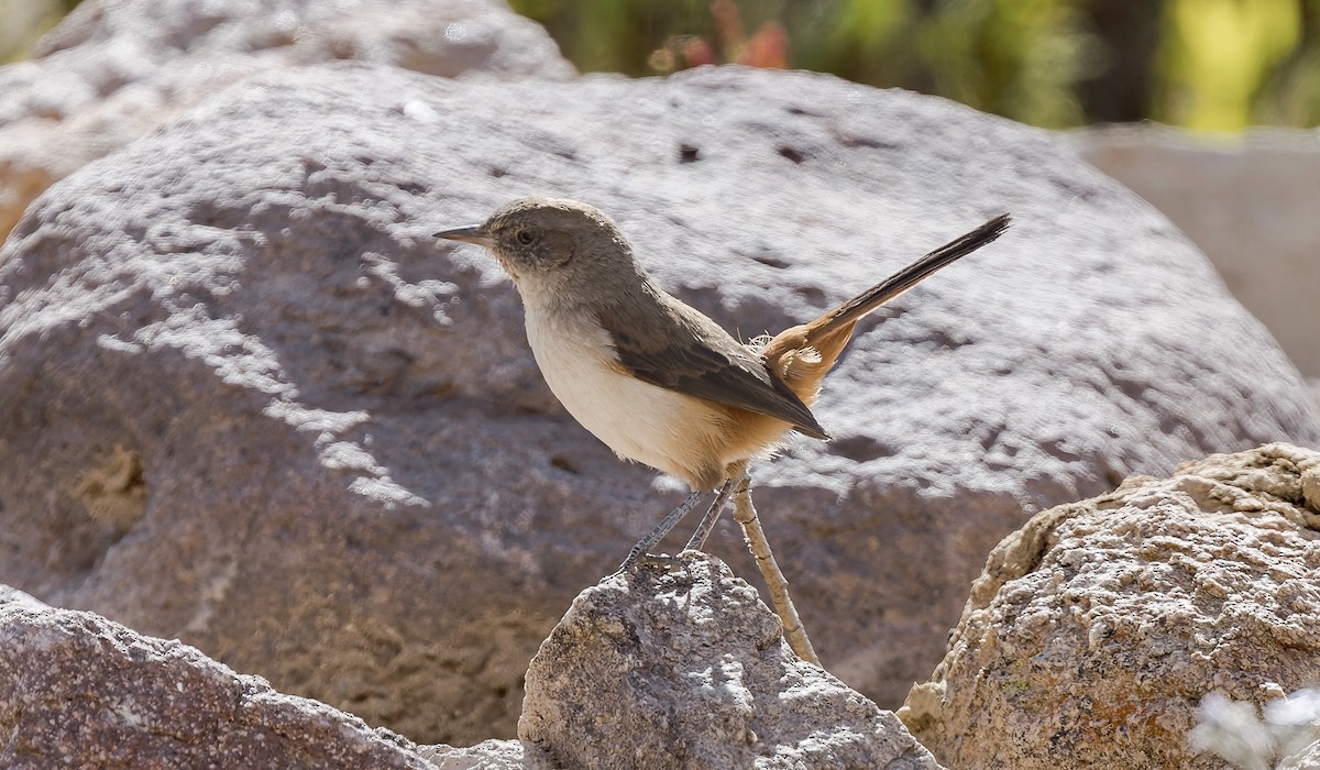 Dark-winged Canastero - ML646433235