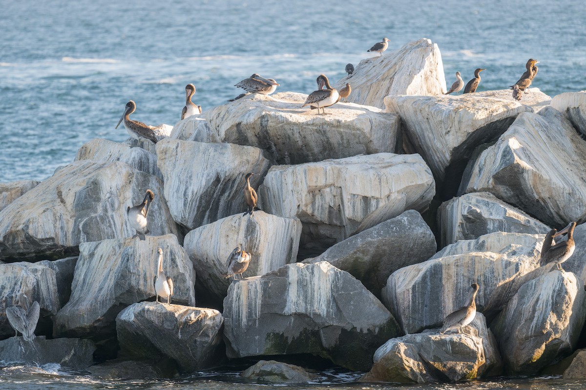 kormorán modrohrdlý - ML646433236