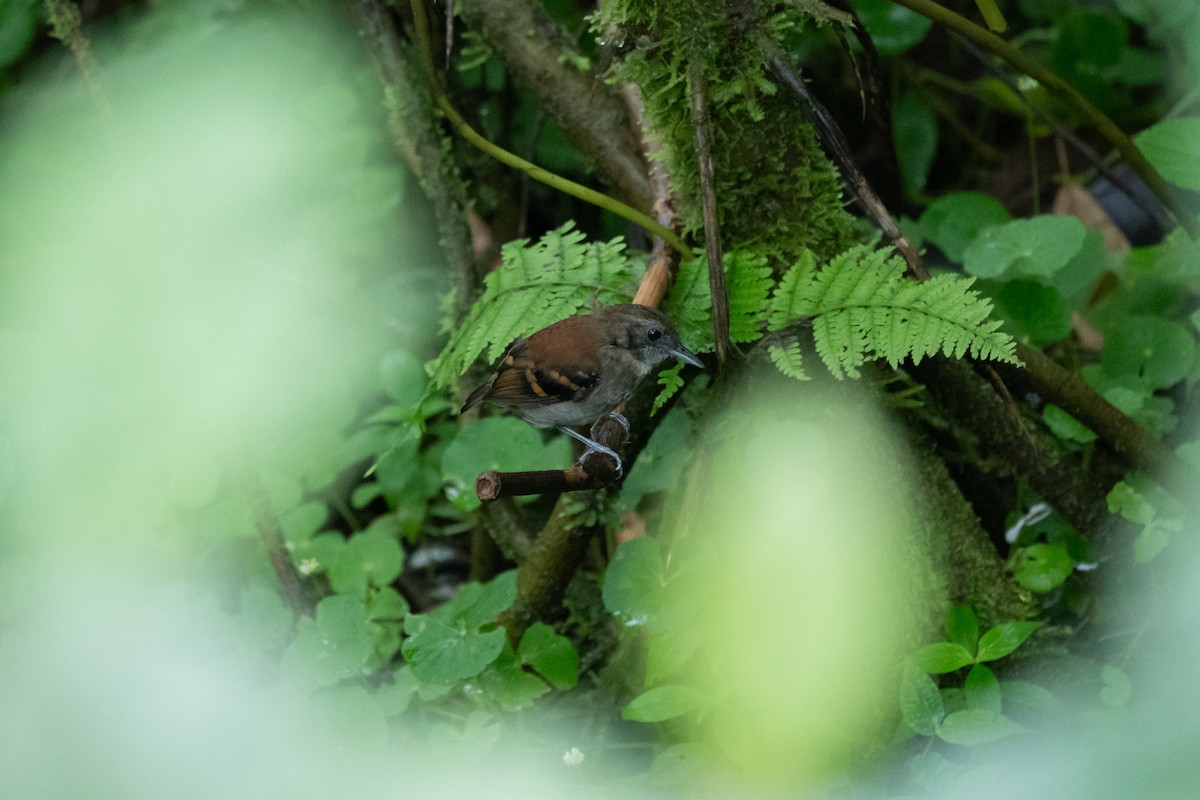 Spotted Antbird - ML646433237