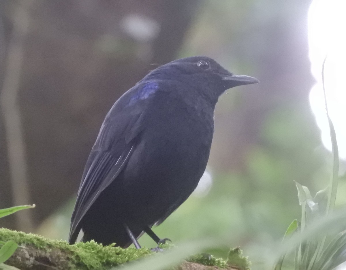 Javan Whistling-Thrush - ML646433238