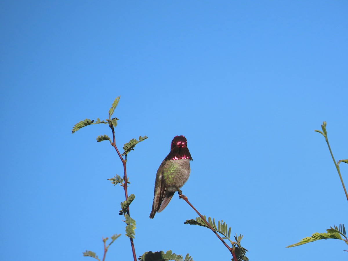 Anna's Hummingbird - ML646433239