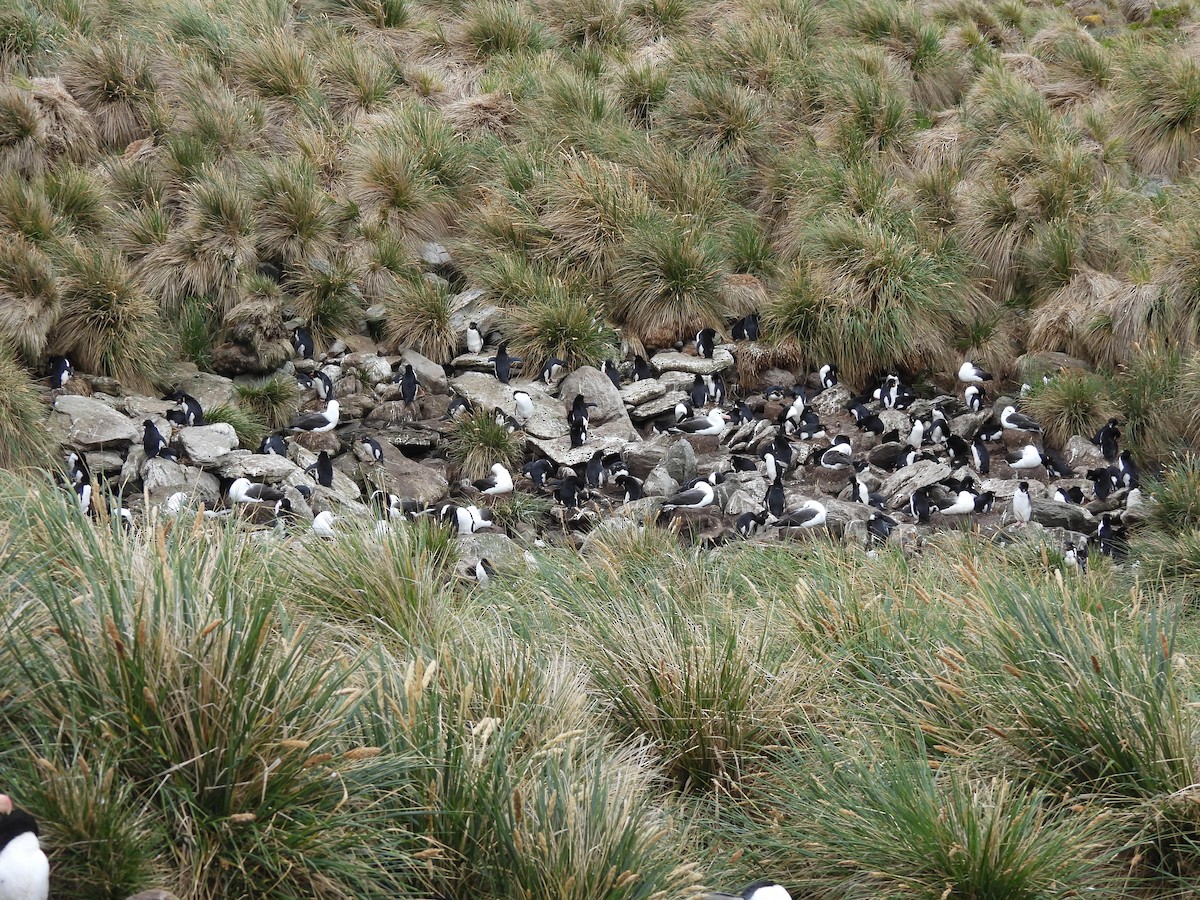 tučňák skalní - ML646433241