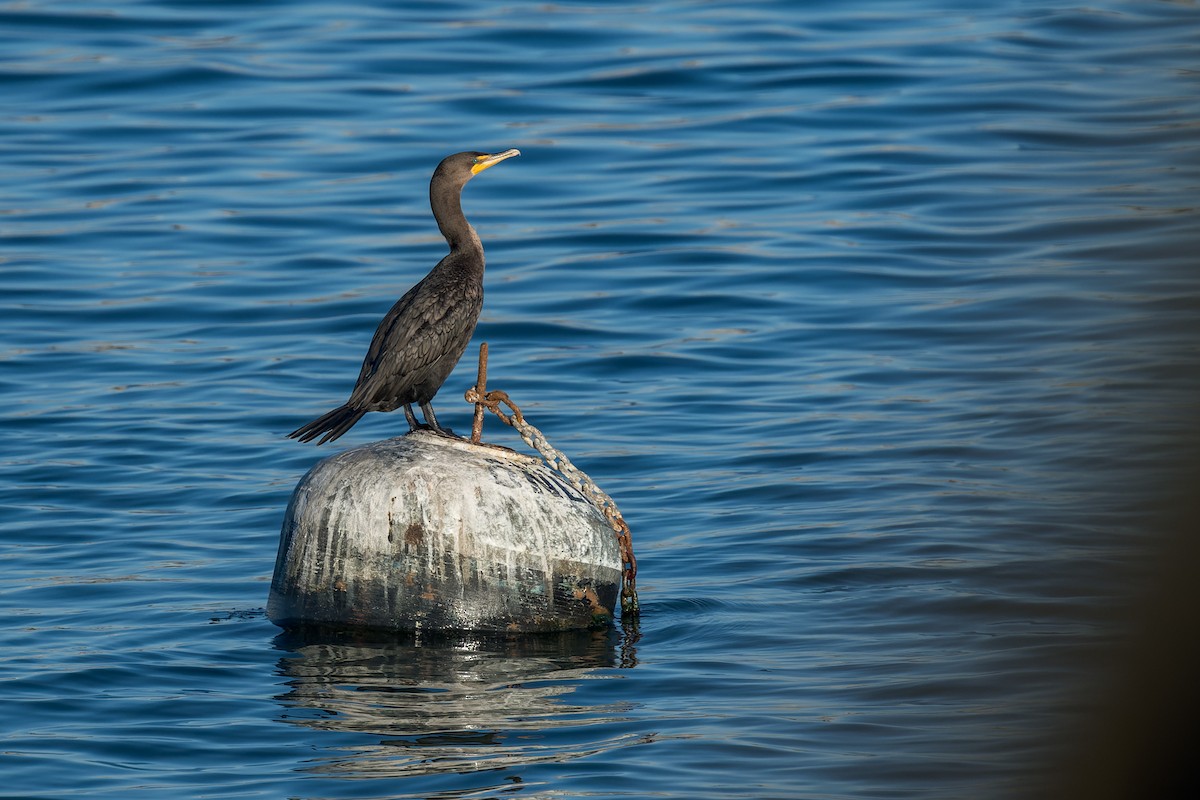 kormorán ušatý - ML646433242