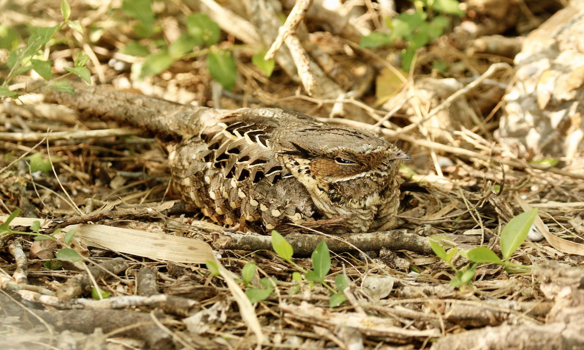 Common Pauraque - ML646433243