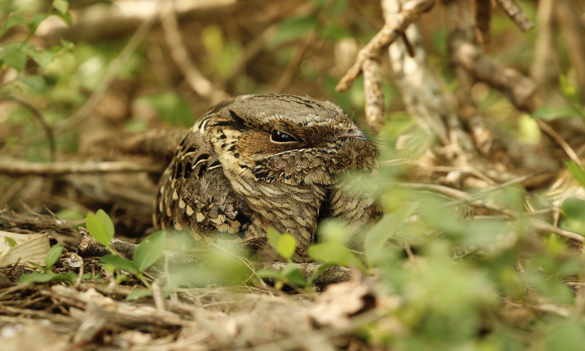 Common Pauraque - ML646433244