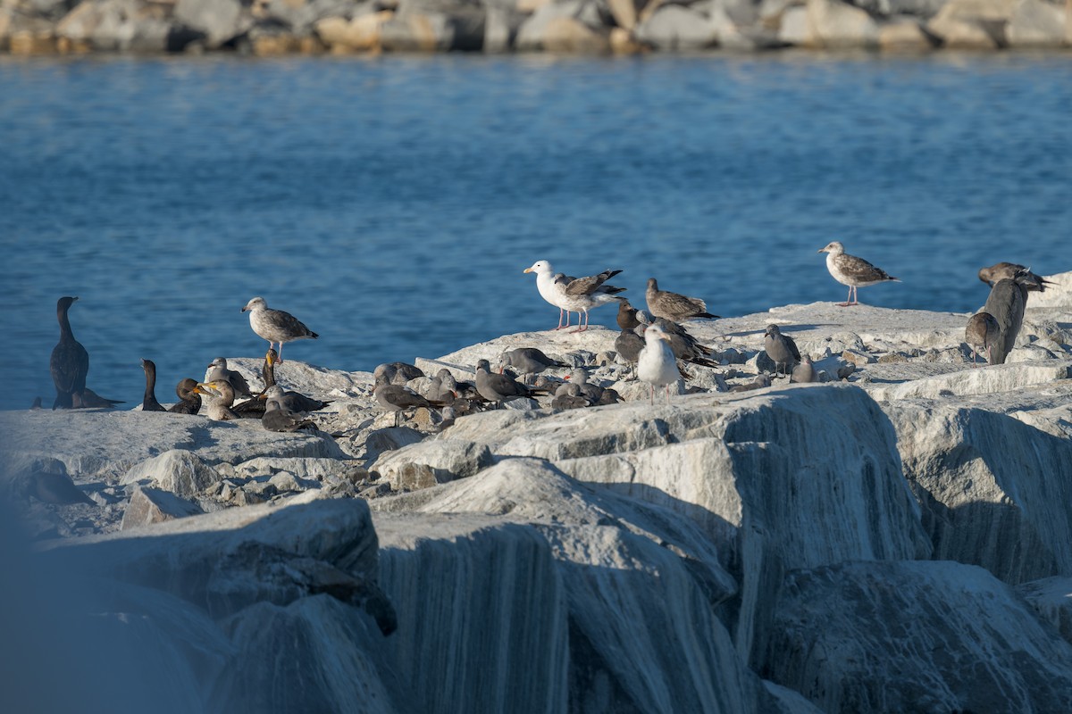 racek mexický - ML646433245